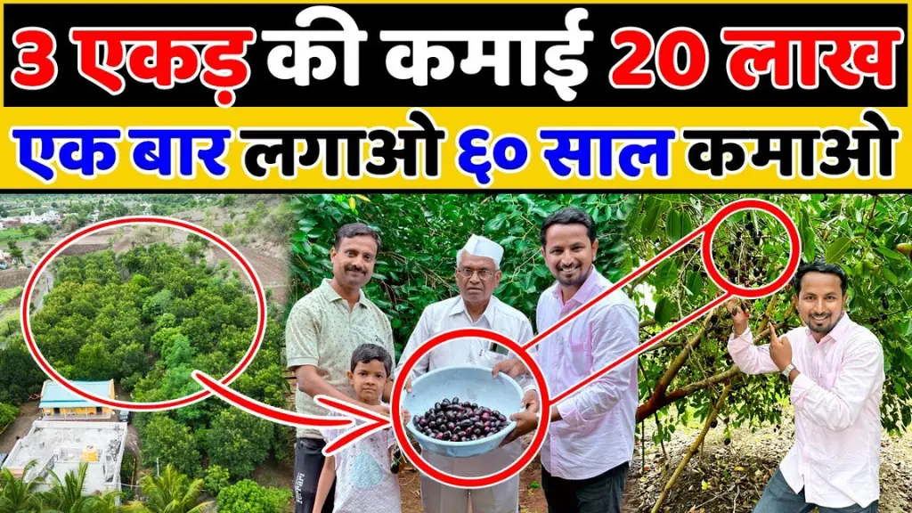 Jamun Farming